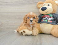 5 week old Cavalier King Charles Spaniel Puppy For Sale - Florida Fur Babies