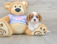 6 week old Cavalier King Charles Spaniel Puppy For Sale - Florida Fur Babies