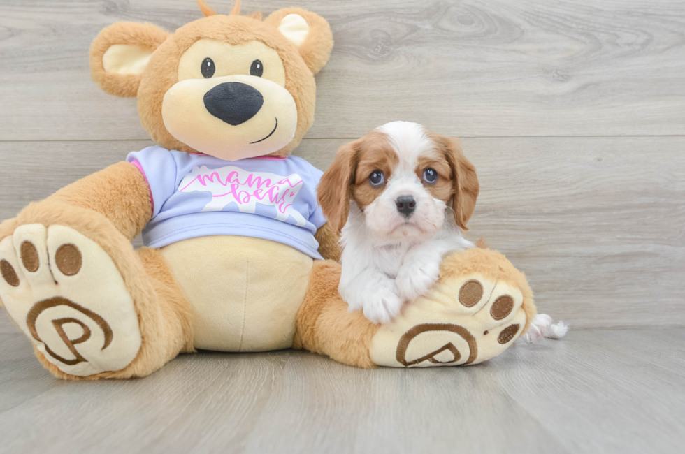 5 week old Cavalier King Charles Spaniel Puppy For Sale - Florida Fur Babies