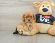 5 week old Cavalier King Charles Spaniel Puppy For Sale - Florida Fur Babies
