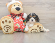 5 week old Cavalier King Charles Spaniel Puppy For Sale - Florida Fur Babies