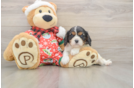 Cavalier King Charles Spaniel Pup Being Cute