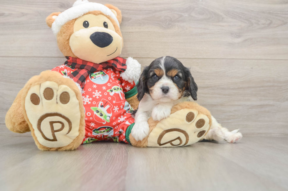 5 week old Cavalier King Charles Spaniel Puppy For Sale - Florida Fur Babies