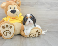 8 week old Cavalier King Charles Spaniel Puppy For Sale - Florida Fur Babies