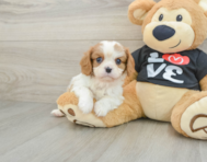 5 week old Cavalier King Charles Spaniel Puppy For Sale - Florida Fur Babies