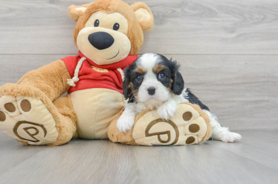 Fluffy Cavalier King Charles Spaniel Purebred Puppy