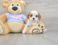 6 week old Cavalier King Charles Spaniel Puppy For Sale - Florida Fur Babies