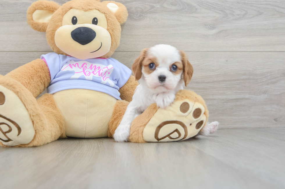 5 week old Cavalier King Charles Spaniel Puppy For Sale - Florida Fur Babies