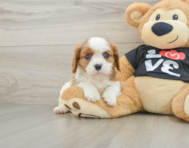 5 week old Cavalier King Charles Spaniel Puppy For Sale - Florida Fur Babies