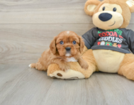 5 week old Cavalier King Charles Spaniel Puppy For Sale - Florida Fur Babies