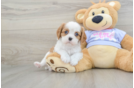 Cavalier King Charles Spaniel Puppy for Adoption