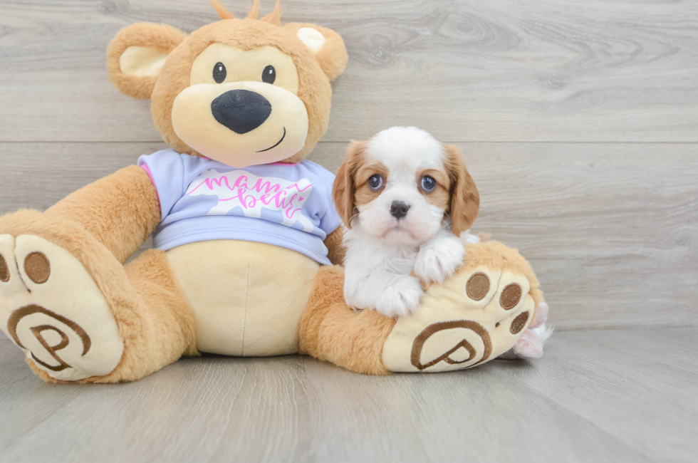 5 week old Cavalier King Charles Spaniel Puppy For Sale - Florida Fur Babies