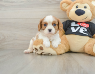 5 week old Cavalier King Charles Spaniel Puppy For Sale - Florida Fur Babies