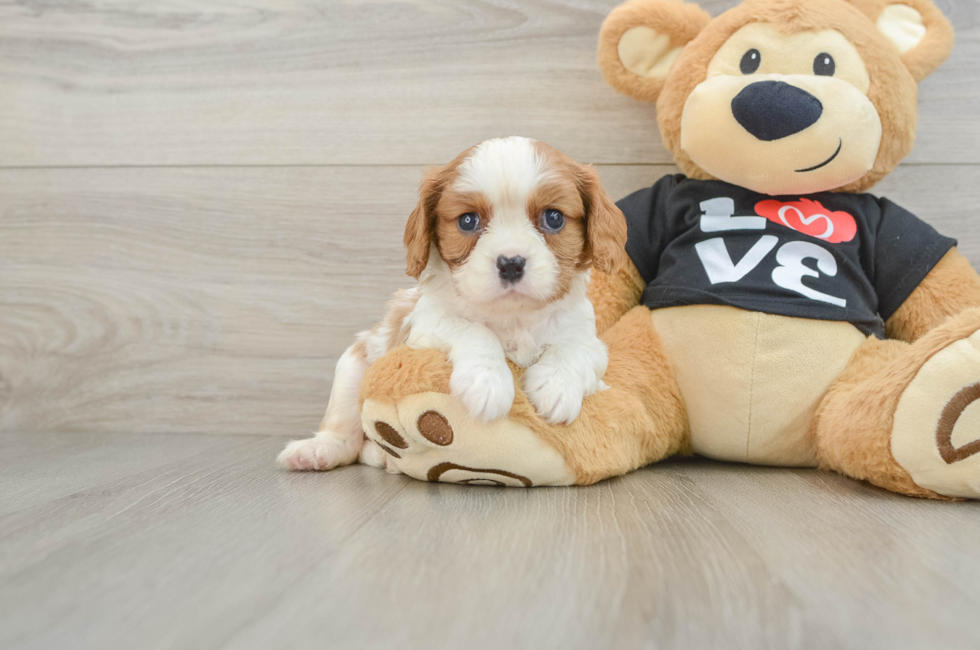 6 week old Cavalier King Charles Spaniel Puppy For Sale - Florida Fur Babies