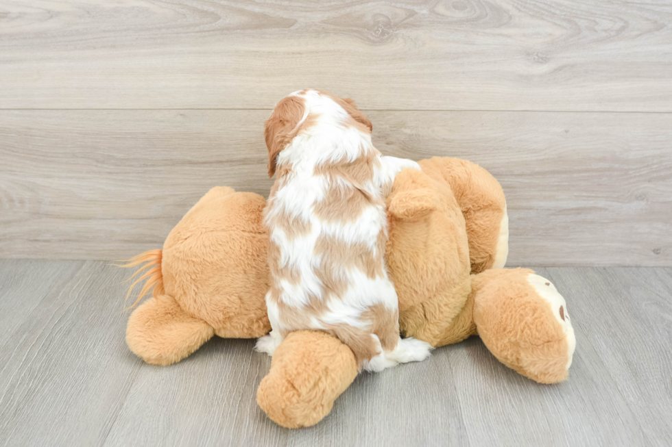 Popular Cavalier King Charles Spaniel Baby