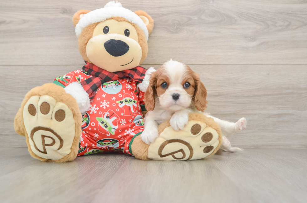 5 week old Cavalier King Charles Spaniel Puppy For Sale - Florida Fur Babies