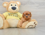 9 week old Cavalier King Charles Spaniel Puppy For Sale - Florida Fur Babies