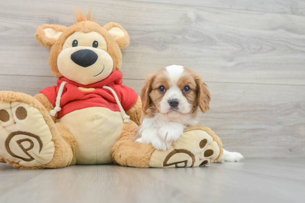 Cavalier King Charles Spaniel Pup Being Cute