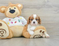 5 week old Cavalier King Charles Spaniel Puppy For Sale - Florida Fur Babies