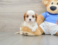 5 week old Cavalier King Charles Spaniel Puppy For Sale - Florida Fur Babies