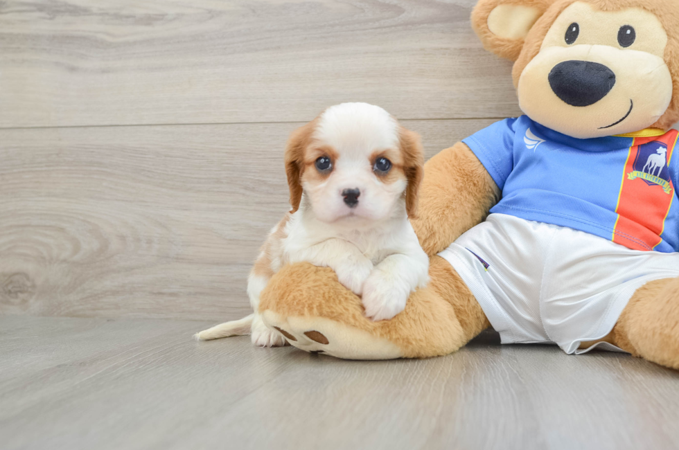 5 week old Cavalier King Charles Spaniel Puppy For Sale - Florida Fur Babies