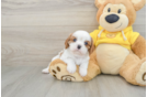 Cavalier King Charles Spaniel Puppy for Adoption