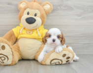 6 week old Cavalier King Charles Spaniel Puppy For Sale - Florida Fur Babies