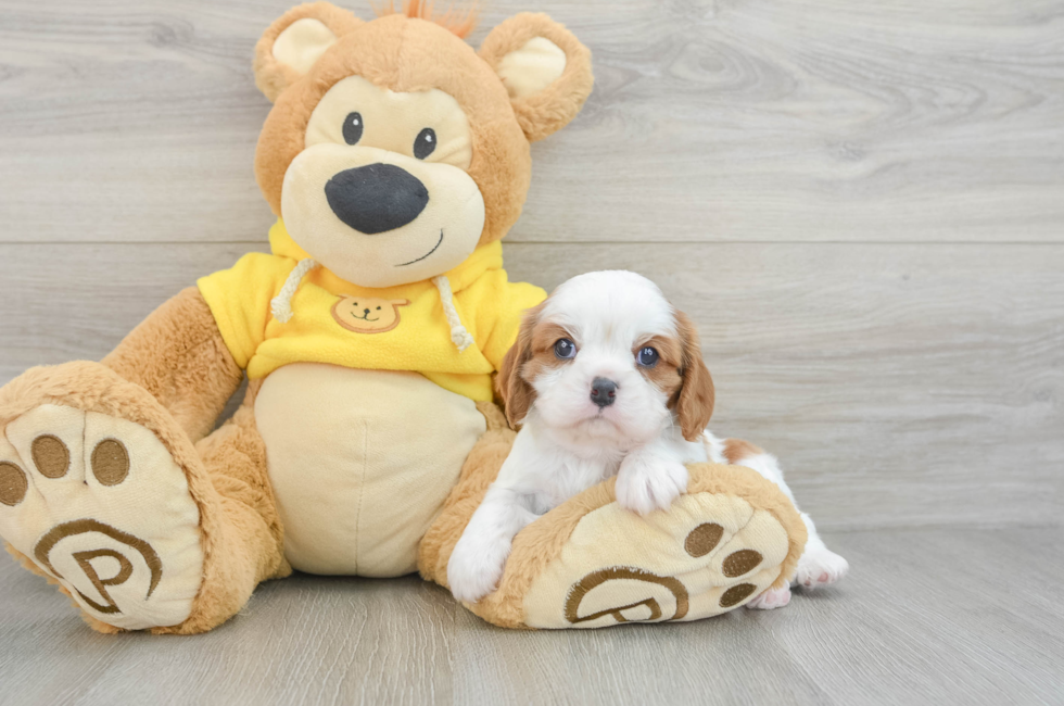 6 week old Cavalier King Charles Spaniel Puppy For Sale - Florida Fur Babies