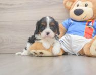 5 week old Cavalier King Charles Spaniel Puppy For Sale - Florida Fur Babies
