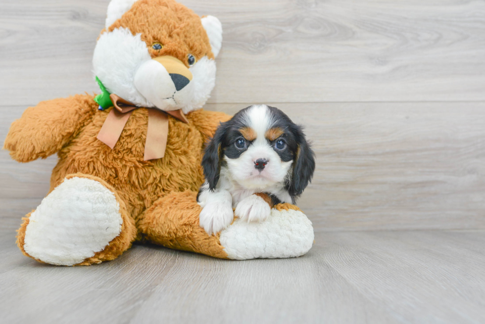 Meet Eldorado - our Cavalier King Charles Spaniel Puppy Photo 2/3 - Florida Fur Babies