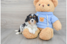 Best Cavalier King Charles Spaniel Baby