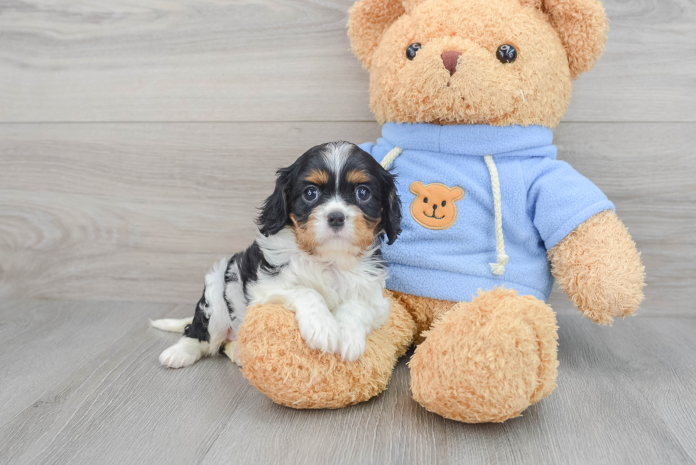 Best Cavalier King Charles Spaniel Baby