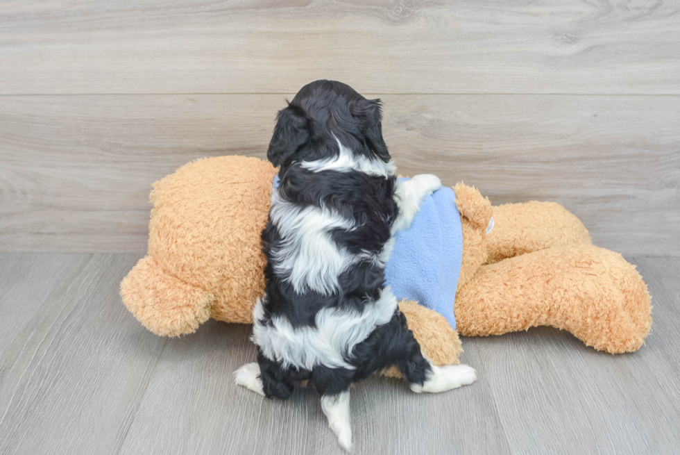 Small Cavalier King Charles Spaniel Baby