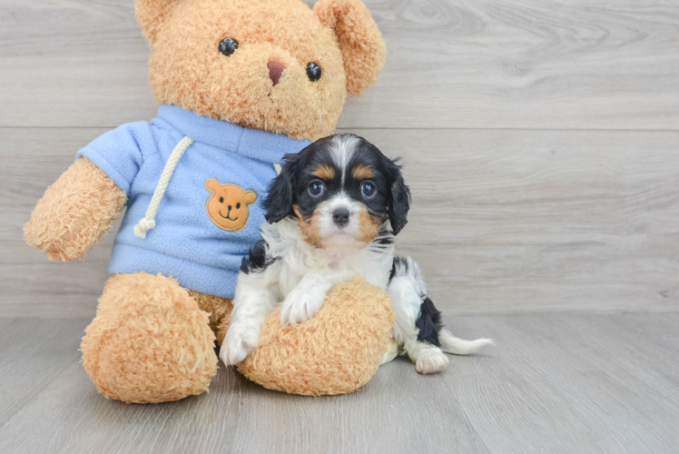Popular Cavalier King Charles Spaniel Purebred Pup
