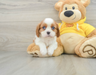 6 week old Cavalier King Charles Spaniel Puppy For Sale - Florida Fur Babies