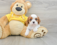 6 week old Cavalier King Charles Spaniel Puppy For Sale - Florida Fur Babies