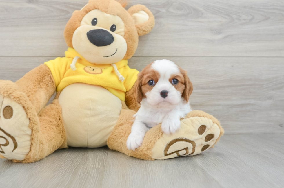 6 week old Cavalier King Charles Spaniel Puppy For Sale - Florida Fur Babies