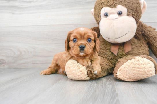 Little Cavalier King Charles Spaniel Purebred Pup