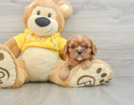 6 week old Cavalier King Charles Spaniel Puppy For Sale - Florida Fur Babies