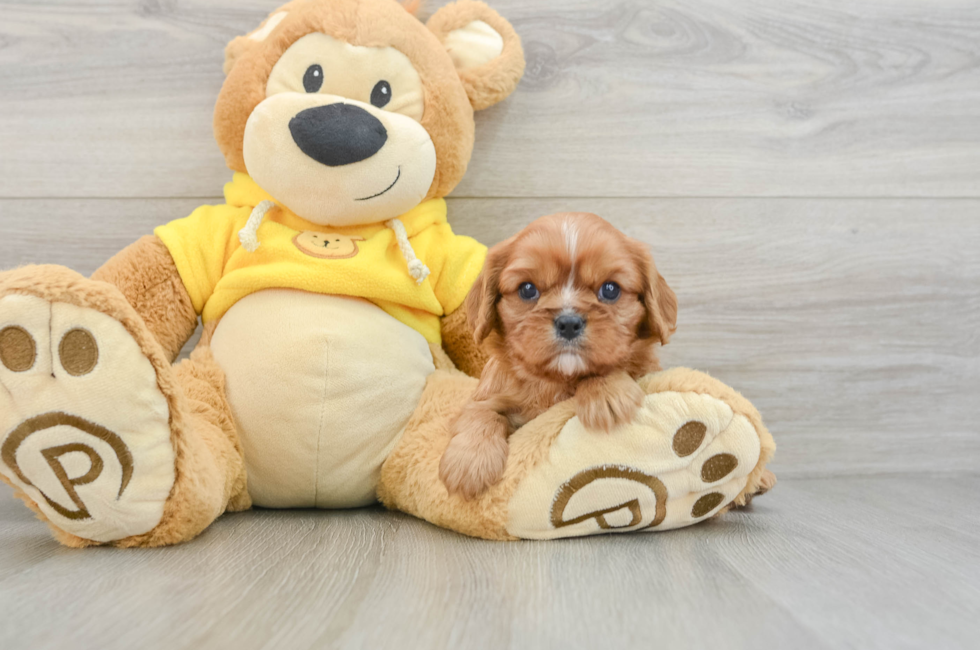 6 week old Cavalier King Charles Spaniel Puppy For Sale - Florida Fur Babies