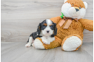 Meet Emmitt - our Cavalier King Charles Spaniel Puppy Photo 1/3 - Florida Fur Babies
