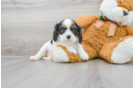 Meet Eva - our Cavalier King Charles Spaniel Puppy Photo 2/3 - Florida Fur Babies