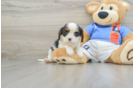 Hypoallergenic Cavalier King Charles Spaniel Baby