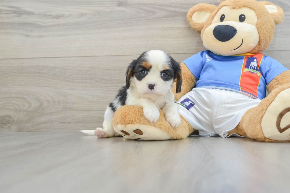 Hypoallergenic Cavalier King Charles Spaniel Baby