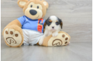 Cavalier King Charles Spaniel Puppy for Adoption