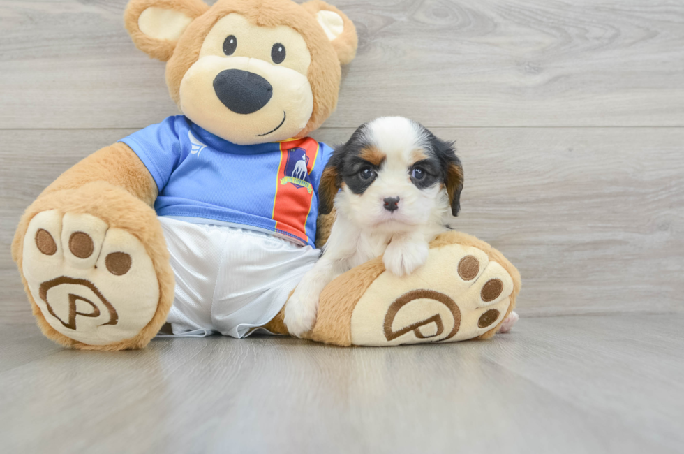 5 week old Cavalier King Charles Spaniel Puppy For Sale - Florida Fur Babies