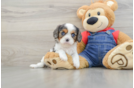 Hypoallergenic Cavalier King Charles Spaniel Purebred Pup