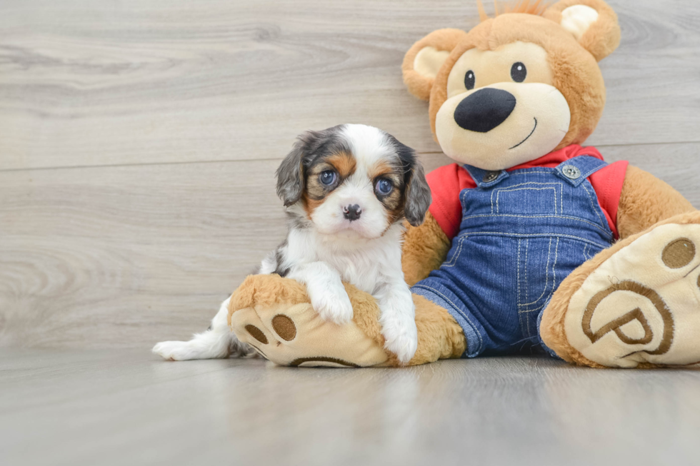 Hypoallergenic Cavalier King Charles Spaniel Purebred Pup