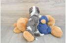 Best Cavalier King Charles Spaniel Baby