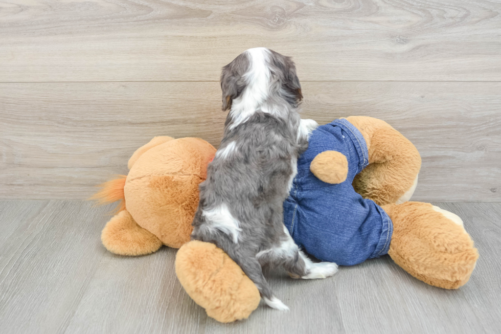 Best Cavalier King Charles Spaniel Baby